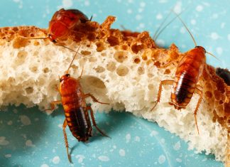 Как защитить дом и постройки на даче от нашествия насекомых - Блоги компаний Как защитить дом и постройки на даче от нашествия насекомых.