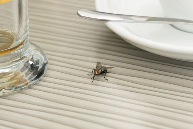 Комнатные мухи являются полифагами – они способны поедать как животную, так и растительную пищу. Комнатные мухи являются полифагами – они способны поедать как животную, так и растительную пищу.