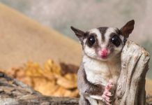 Карликовые осьминоги, сурикаты и 10 ещё модных домашних питомцев