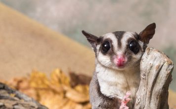 Карликовые осьминоги, сурикаты и 10 ещё модных домашних питомцев