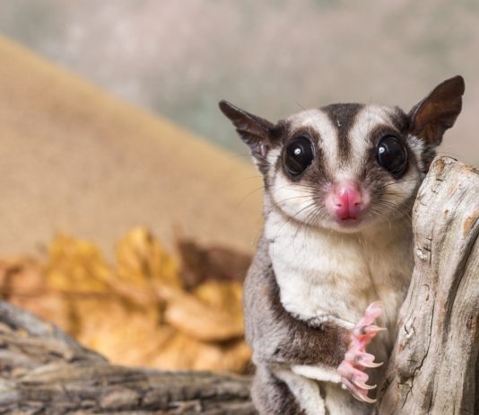 Карликовые осьминоги, сурикаты и ещё 10 трендовых домашних питомцев - Сад и огород Карликовые осьминоги, сурикаты и 10 ещё модных домашних питомцев