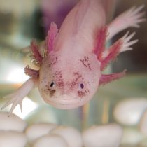 Белый аксолотль у стекла аквариума — классическая картина для этих «водяных дракончиков». Он спокойно изучает пространство, реагируя на движение. Наблюдать за ним можно долго: ритм у аксолотля всегда медленный и завораживающий.