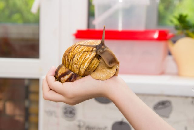 Тихие, гипоаллергенные и простые в уходе. Живут в контейнере, едят овощи и любят влажность. Но откладывают десятки яиц подряд — популяция растёт мгновенно. В США запрещены как опасный инвазивный вид.