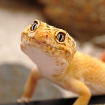 У эублефара есть веки (он моргает!), он улыбается и существует в десятках окрасов. Каждый год выводят новые морфы — от белоснежных до ярко-оранжевых.