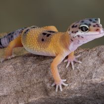 Эублефар — спокойный ночной геккон, который узнаёт владельца и держит идеальный порядок в террариуме. Он живёт до 20 лет и бывает десятков окрасов. Единственное условие — готовность кормить его насекомыми.