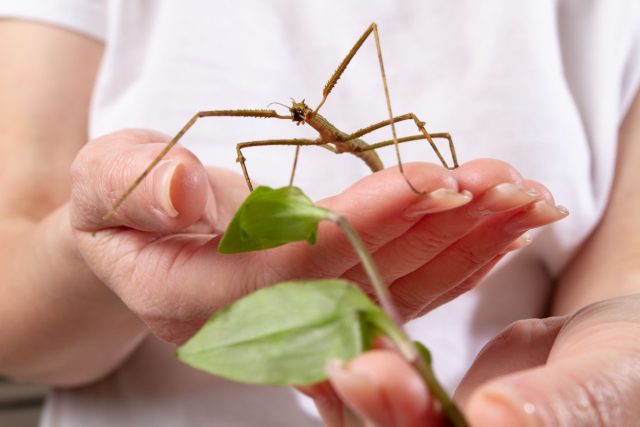 Спокойные насекомые, похожие на веточки. Не шумят, почти ничего не требуют и идеально подходят для наблюдений. Но слишком хрупкие и не предназначены для контакта. В некоторых странах требуют разрешений.