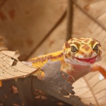 Единственное, что останавливает многих новичков — это рацион. Эублефар — хищник, и вегетарианцем он не станет.