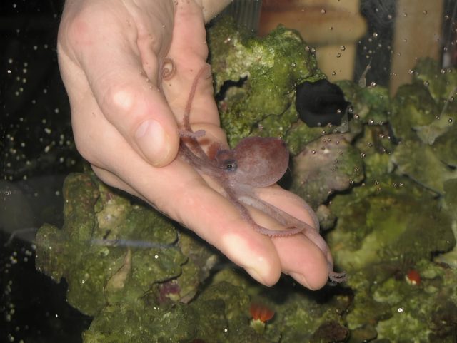 Интеллектуальный и эффектный питомец размером с кулак. Меняет цвет, открывает крышки и легко сбегает. Живёт меньше года и нуждается в морской воде, идеальной фильтрации и живом корме. Хобби для опытных.