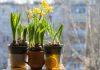 Комнатные нарциссы: всё о карликовых сортах и их выращивании - Удобрения и средства защиты Комнатные нарциссы: всё о карликовых сортах и их выращивании.