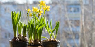 Комнатные нарциссы: всё о карликовых сортах и их выращивании.