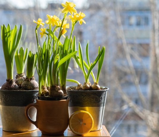 Комнатные нарциссы: всё о карликовых сортах и их выращивании - Комнатные растения Комнатные нарциссы: всё о карликовых сортах и их выращивании.