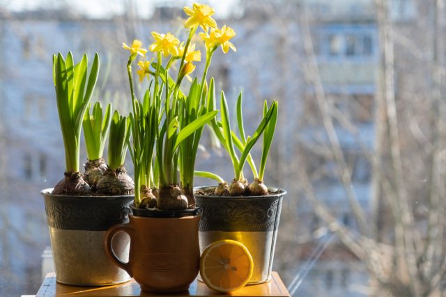 Комнатные нарциссы: всё о карликовых сортах и их выращивании.