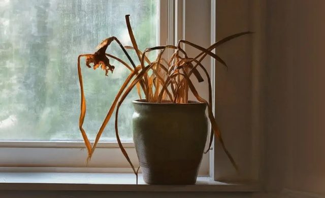 Листья у нарциссов постепенно отмирают сами естественным путём.