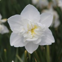 Нарцисс "Сноуболл" (Narcissus double 'Snowball').