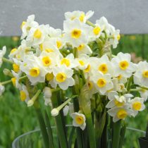 Нарцисс "Аваланш" (Narcissus tazetta 'Avalanche').