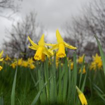 Нарцисс "Фебруари Голд" (Narcissus cyclamineous 'February Gold')