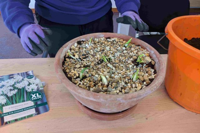 Нарцисс не слишком привередлив, но любит, чтобы почва была рыхлая, водо- и воздухопроницаемая.