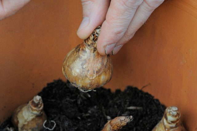 Луковицы сажают в горшки, заглубляя в землю на 2/3 высоты, и поливают отстоявшейся водой из лейки.