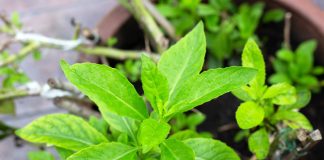 «Лекарство от 100 болезней»: выращиваем джинуру прокумбенс.