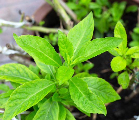 «Лекарство от 100 болезней»: выращиваем джинуру прокумбенс - Комнатные растения «Лекарство от 100 болезней»: выращиваем джинуру прокумбенс.