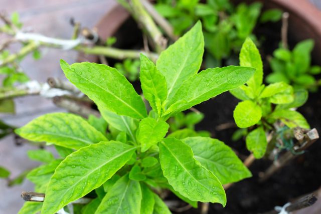 «Лекарство от 100 болезней»: выращиваем джинуру прокумбенс «Лекарство от 100 болезней»: выращиваем джинуру прокумбенс.