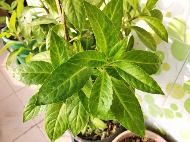 Просто обеспечьте ей достаточное количество солнечного света и регулярный полив, и вы получите собственный суперфуд. Просто обеспечьте ей достаточное количество солнечного света и регулярный полив, и вы получите собственный суперфуд.