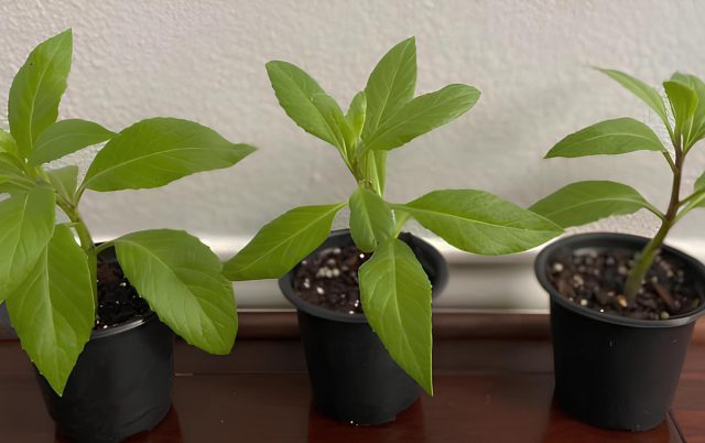 Замечательной особенностью шпината долголетия можно назвать способность хорошо расти в комнатных условиях, обеспечивая свежей и питательной зеленью круглый год. Замечательной особенностью шпината долголетия можно назвать способность хорошо расти в комнатных условиях, обеспечивая свежей и питательной зеленью круглый год.