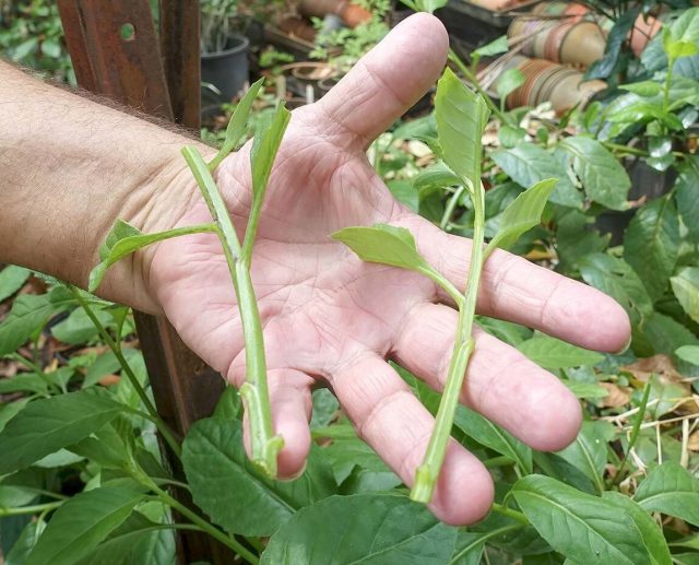 Размножить шпинат долголетия легко, просто используйте стеблевые черенки или семена. Размножить шпинат долголетия легко, просто используйте стеблевые черенки или семена.