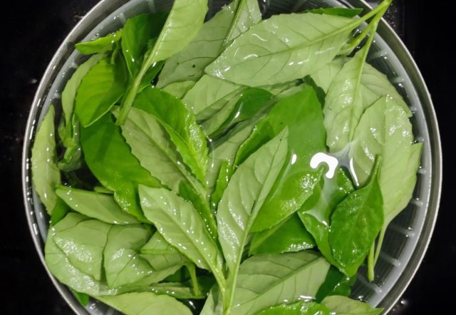 Исследования подтверждают, что джинура способствует снижению уровня глюкозы в крови и может служить эффективным средством терапии диабета. Исследования подтверждают, что джинура способствует снижению уровня глюкозы в крови и может служить эффективным средством терапии диабета.