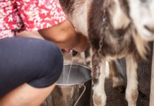 Лучшие молочные породы коз Лучшие молочные породы коз.