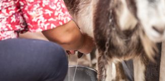 Лучшие молочные породы коз.