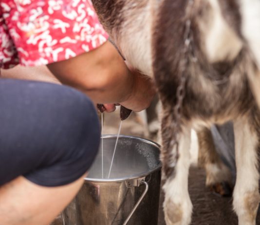Лучшие молочные породы коз.