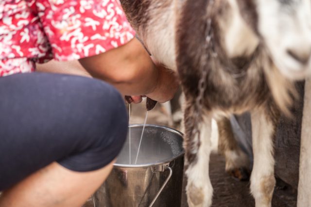 Лучшие молочные породы коз.