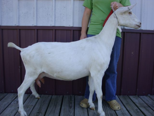 Зааненская порода не раз оказывалась на пьедестале чемпионов по молочной продуктивности.