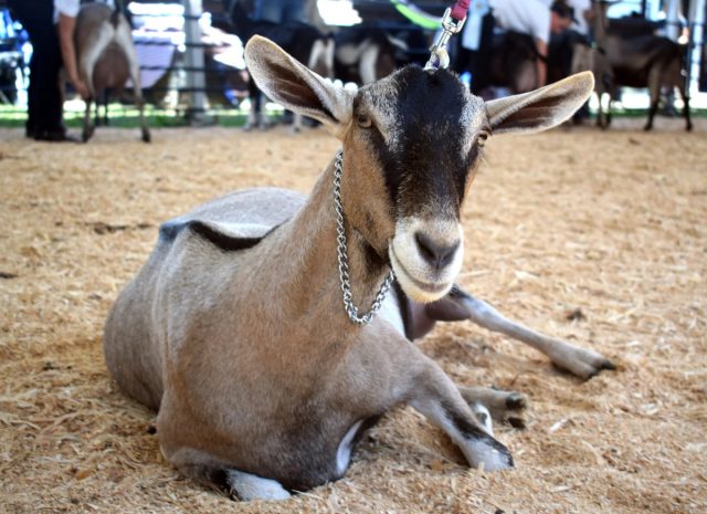 Среднегодовая молочная продуктивность альпийской породы находится на уровне 800-1200 л.