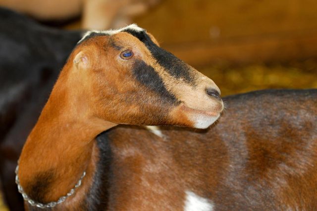 Несмотря на внешнюю компактность вымени, по сравнению с альпийками и зааненками, ламанча не уступают по удоям и качеству молока.
