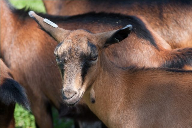 Среднегодовой удой чешских коз достигает 800-1000 л молока с жирностью 3,8%. Потенциал породы составляет 2000 л молока в год.