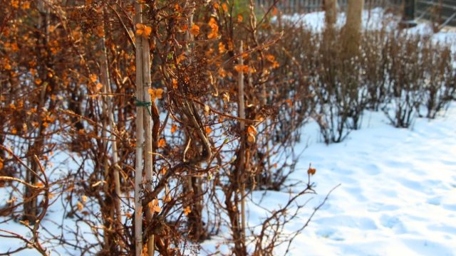 Это время считается неблагоприятным для работы в саду, но оно подходит для удаления с участка сухих, погибших деревьев и кустарников. Это время считается неблагоприятным для работы в саду, но оно подходит для удаления с участка сухих, погибших деревьев и кустарников.