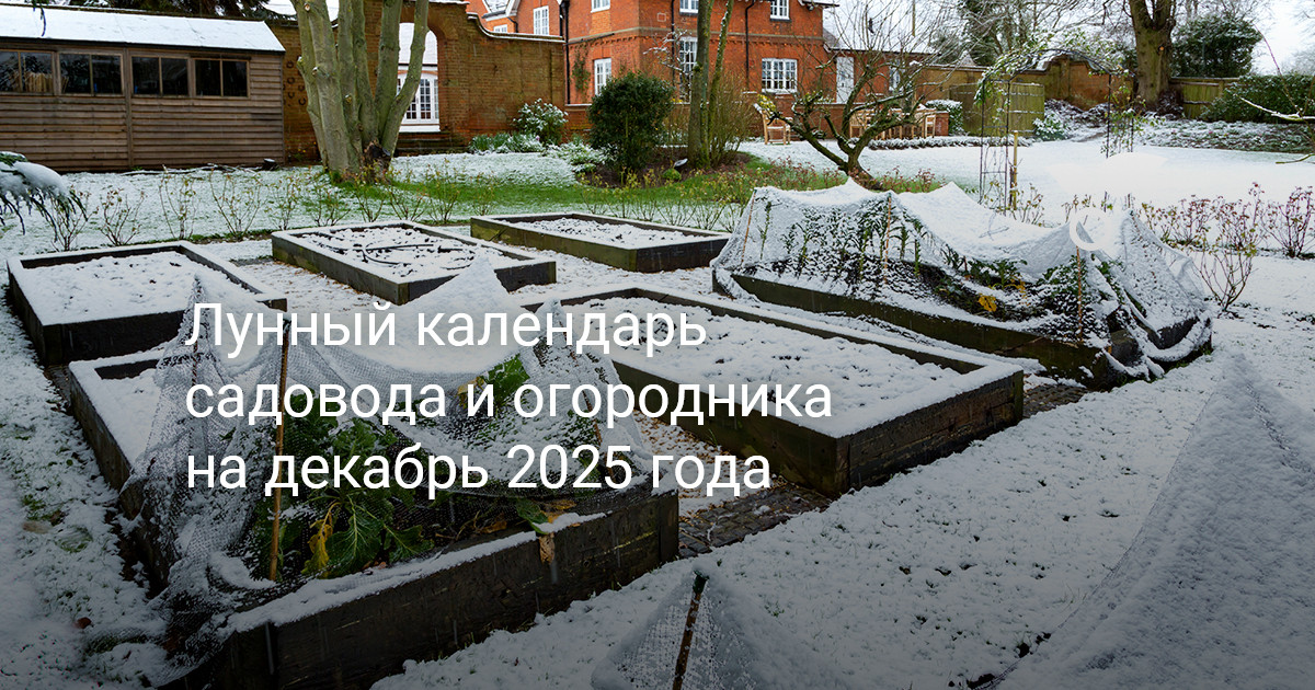 Лунный календарь садовода и огородника на декабрь 2025 года — Ботаничка