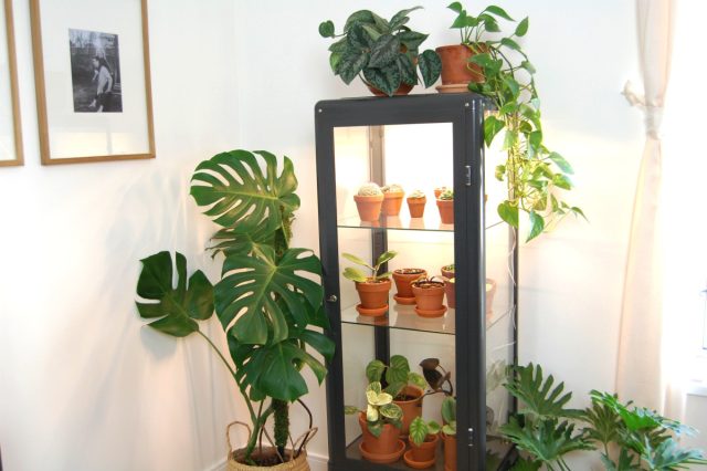 Если дома были шкафы со стеклянными стенками и дверцами — парник уже почти готов. Если дома были шкафы со стеклянными стенками и дверцами — парник уже почти готов.