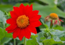 Мексиканский подсолнух — лучший однолетник для осеннего цветника.