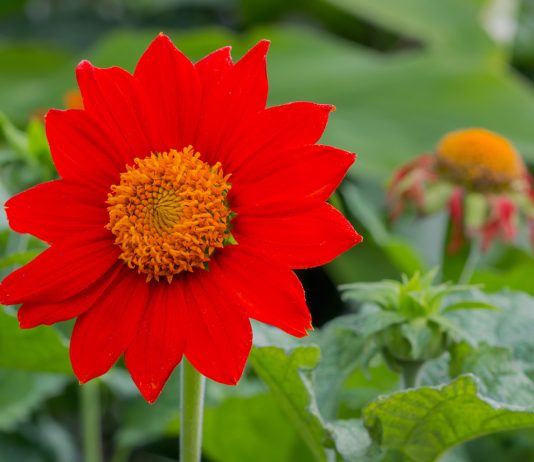 Мексиканский подсолнух — лучший однолетник для осеннего цветника.