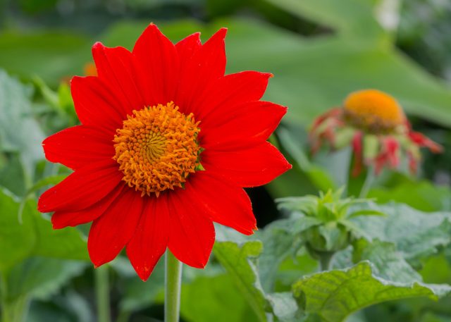 Титония — огненно-яркий однолетник для красочного цветника Титония — огненно-яркий однолетник для красочного цветника