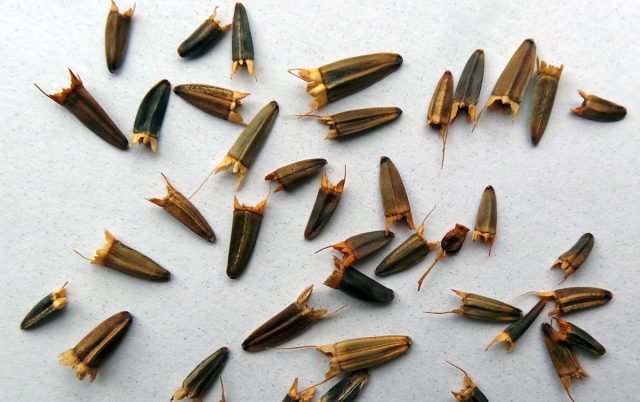 Мексиканские подсолнухи легко выращивать из семян, посеянных в конце весны. Мексиканские подсолнухи легко выращивать из семян, посеянных в конце весны.