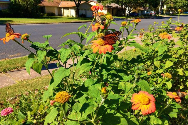 Цветку необходимо не менее 6 часов солнечного света ежедневно. Цветку необходимо не менее 6 часов солнечного света ежедневно.