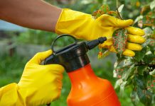 3 неожиданных способа защиты сада от вредителей — сработало всё!