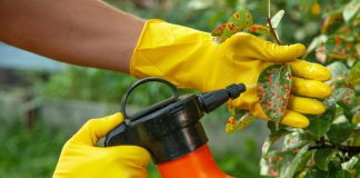 3 неожиданных способа защиты сада от вредителей — сработало всё! - Сад и огород 3 неожиданных способа защиты сада от вредителей — сработало всё!