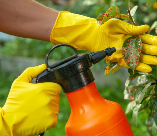 3 неожиданных способа защиты сада от вредителей — сработало всё!