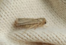 Моль в доме бывает разная — в чем отличия вредителей и как их вывести Моль в доме бывает разная — в чем отличия вредителей и как их вывести.