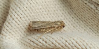 Моль в доме бывает разная — в чем отличия вредителей и как их вывести - Сад и огород Моль в доме бывает разная — в чем отличия вредителей и как их вывести.